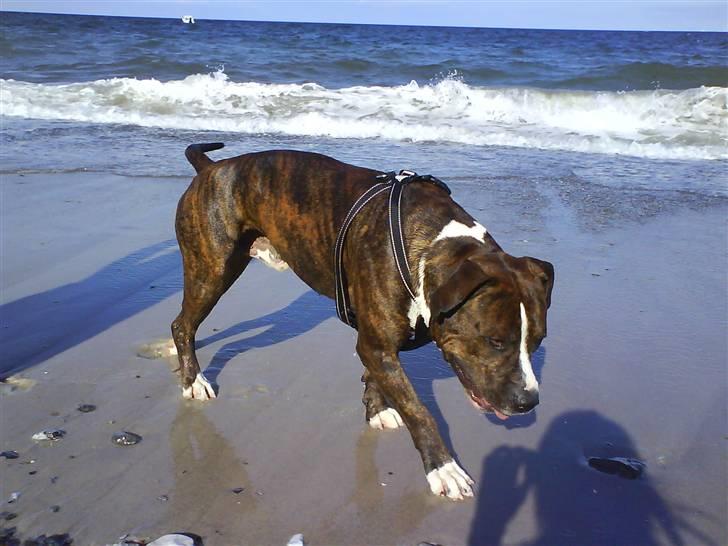 En tur til Nordby strand (samsø) billede 8