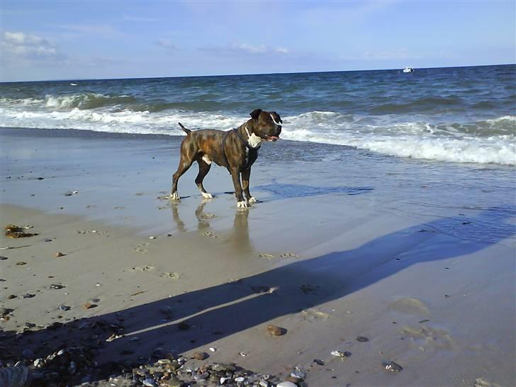 En tur til Nordby strand (samsø) billede 9