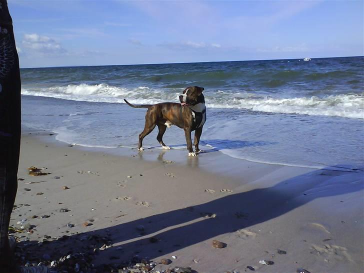 En tur til Nordby strand (samsø) billede 10
