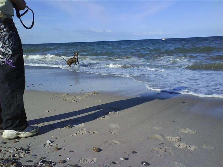 En tur til Nordby strand (samsø) billede 12