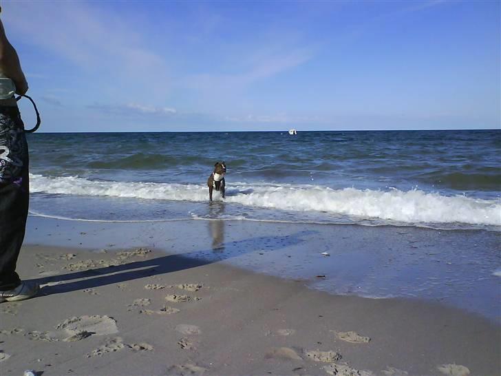En tur til Nordby strand (samsø) billede 13