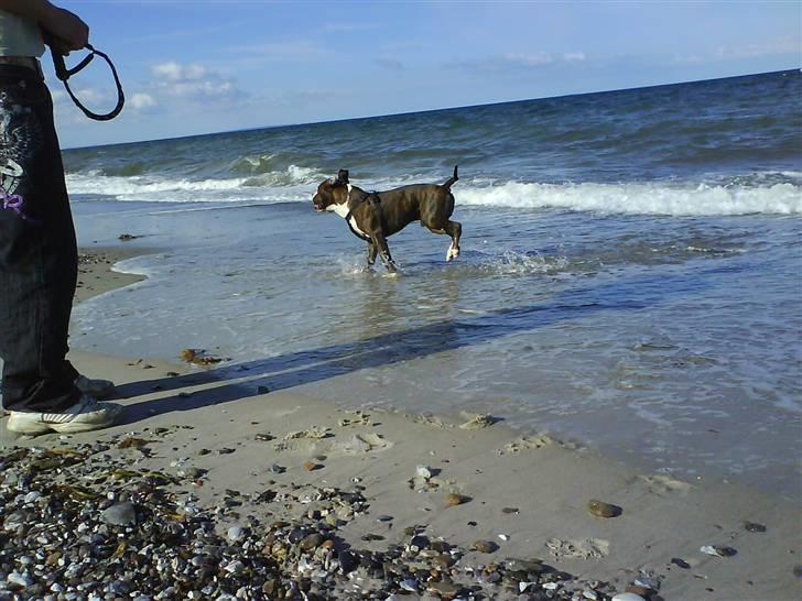 En tur til Nordby strand (samsø) billede 14