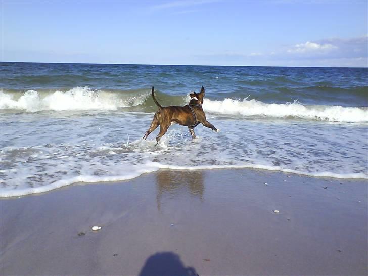 En tur til Nordby strand (samsø) billede 15
