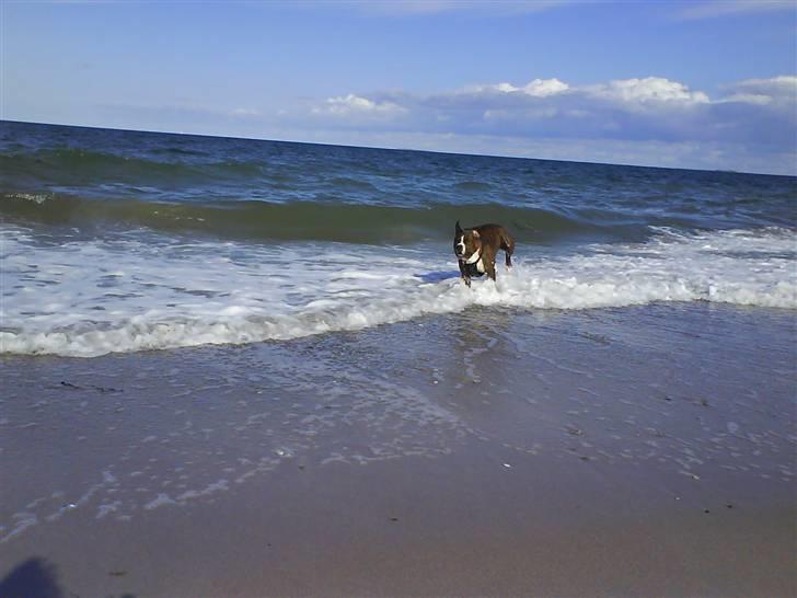 En tur til Nordby strand (samsø) billede 16