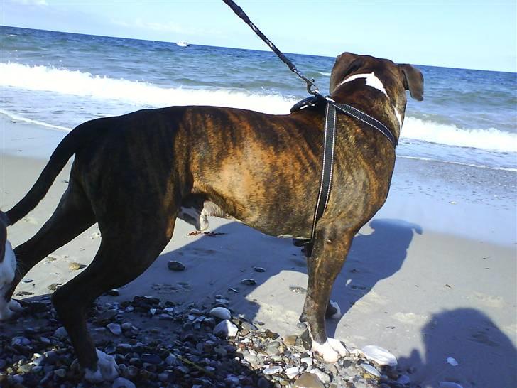 En tur til Nordby strand (samsø) billede 17
