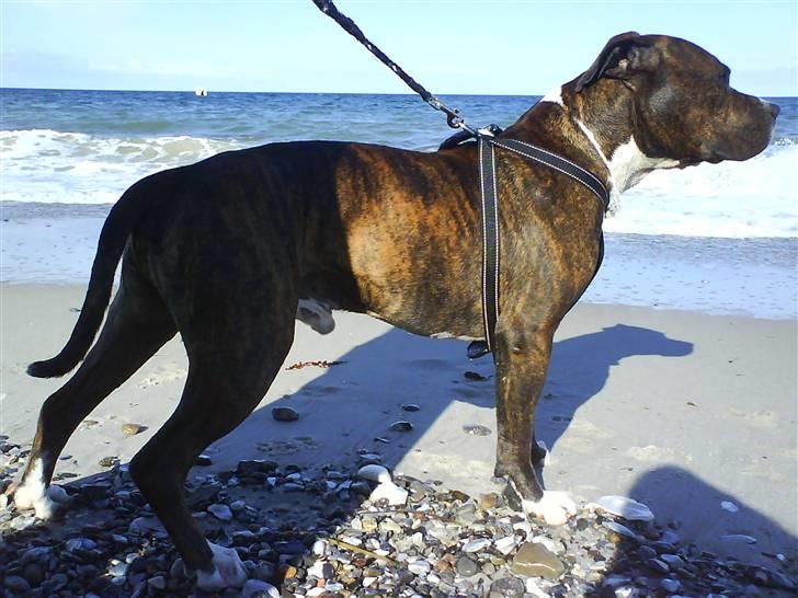 En tur til Nordby strand (samsø) billede 19