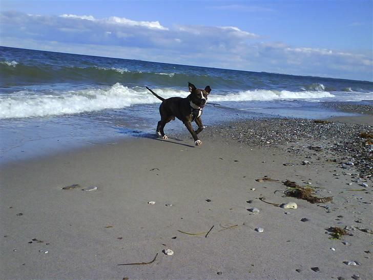 En tur til Nordby strand (samsø) billede 20