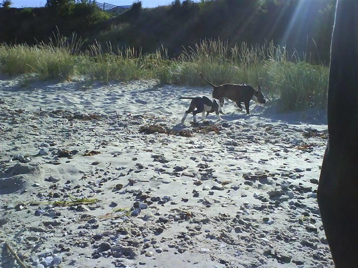 En tur til Nordby strand (samsø) billede 21