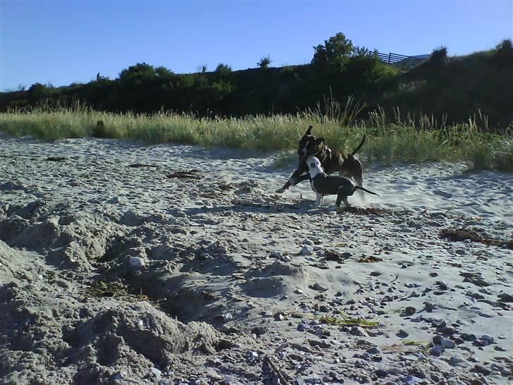 En tur til Nordby strand (samsø) billede 22
