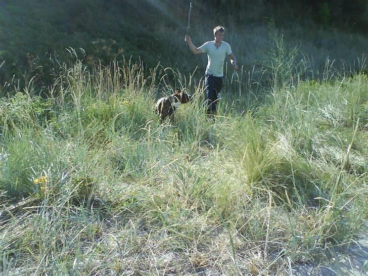 En tur til Nordby strand (samsø) billede 26