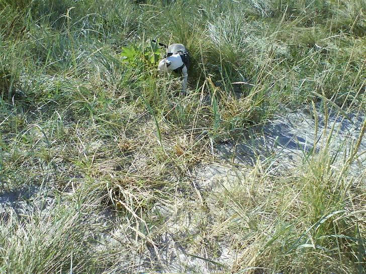 En tur til Nordby strand (samsø) billede 27