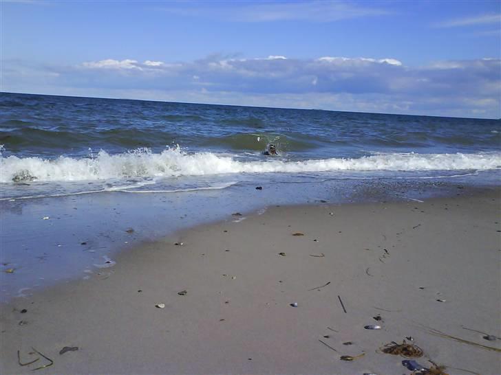 En tur til Nordby strand (samsø) billede 28