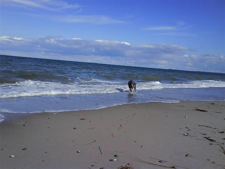 En tur til Nordby strand (samsø) billede 29