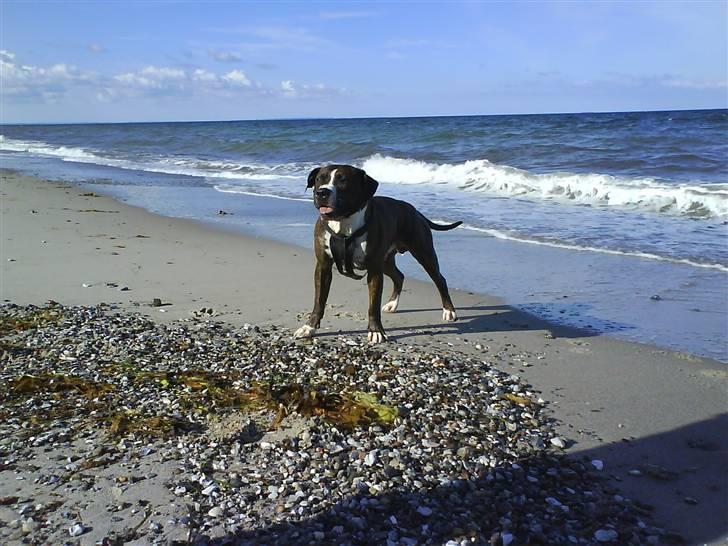 En tur til Nordby strand (samsø) billede 31