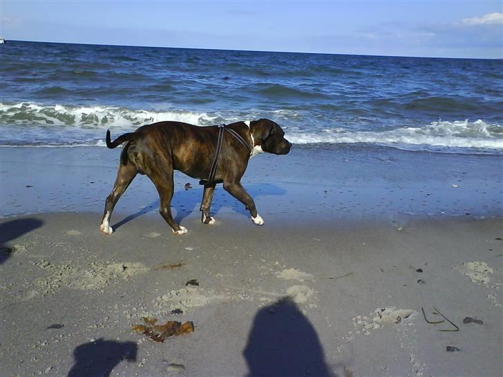 En tur til Nordby strand (samsø) billede 32