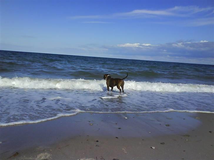 En tur til Nordby strand (samsø) billede 34