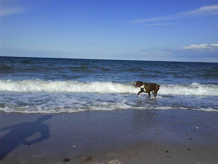 En tur til Nordby strand (samsø) billede 35