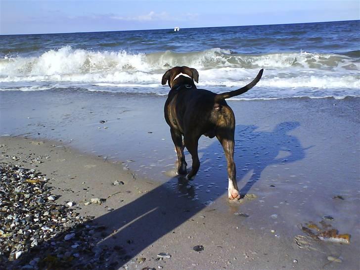 En tur til Nordby strand (samsø) billede 38