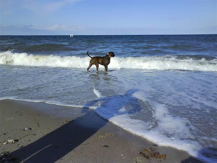 En tur til Nordby strand (samsø) billede 39
