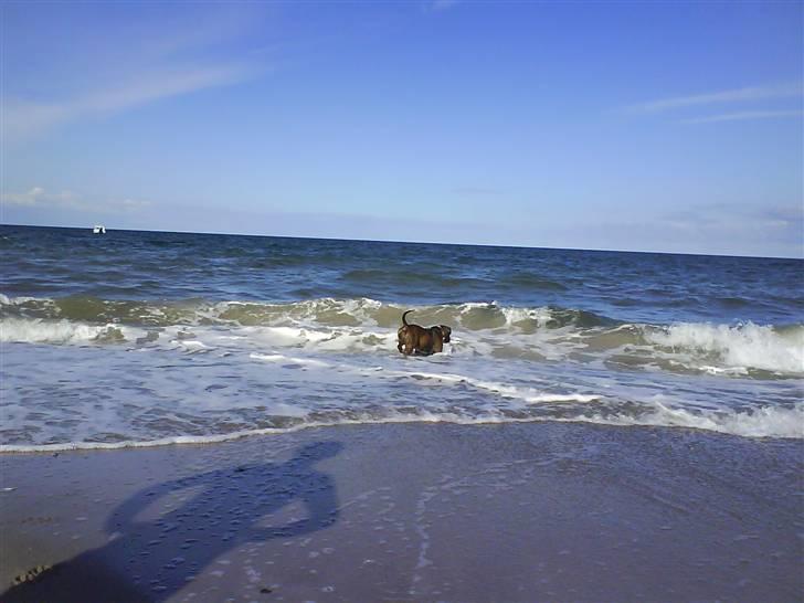 En tur til Nordby strand (samsø) billede 40