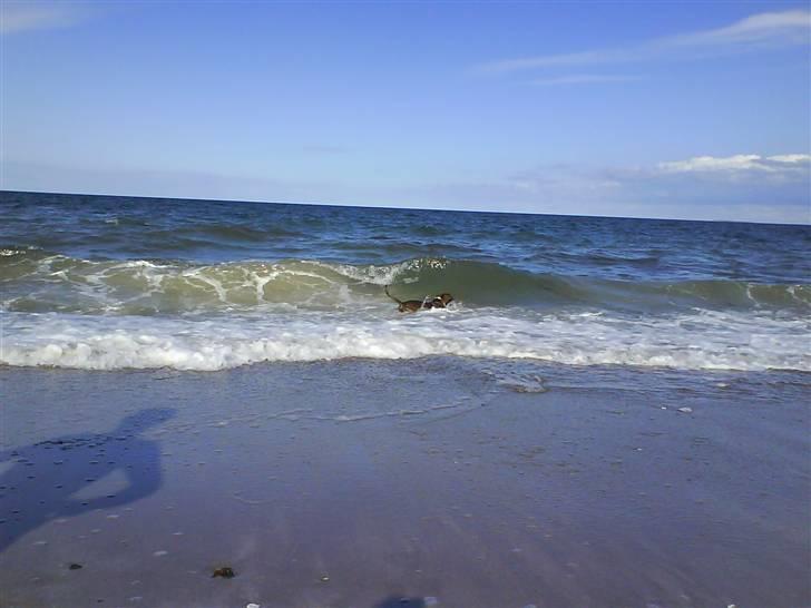 En tur til Nordby strand (samsø) billede 41
