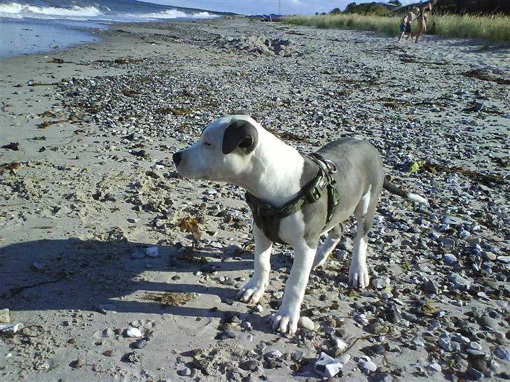 En tur til Nordby strand (samsø) billede 47