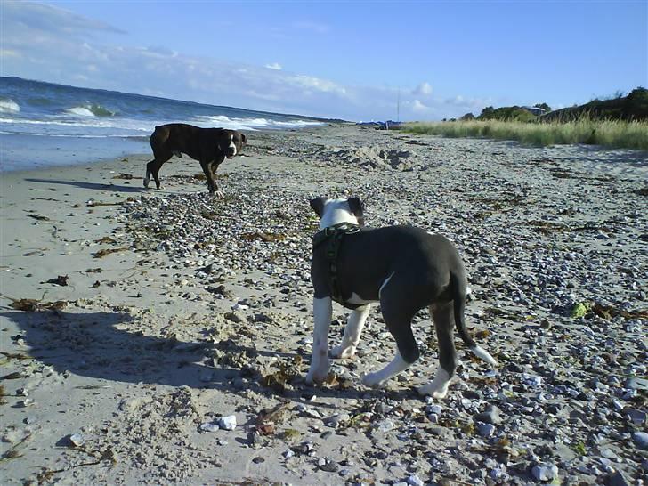 En tur til Nordby strand (samsø) billede 48