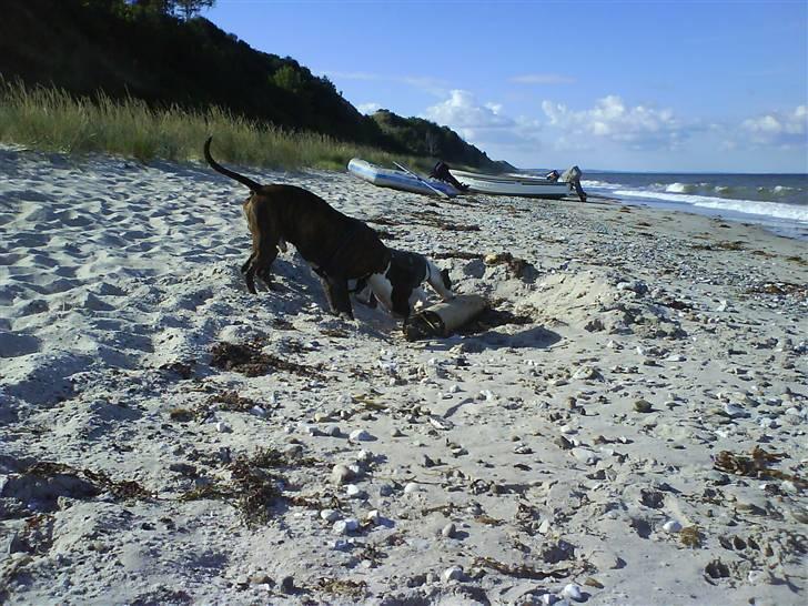 En tur til Nordby strand (samsø) billede 50