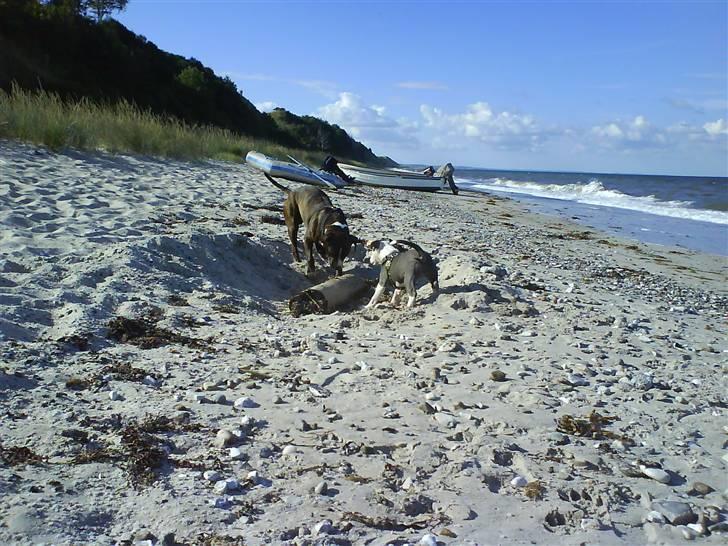 En tur til Nordby strand (samsø) billede 51