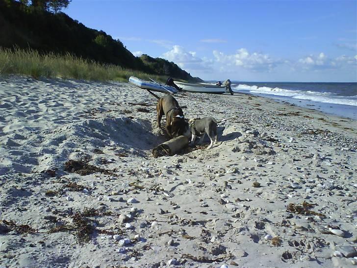 En tur til Nordby strand (samsø) billede 52