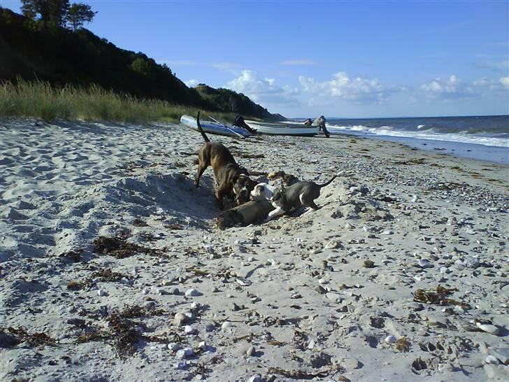 En tur til Nordby strand (samsø) billede 53