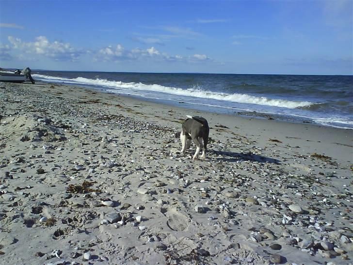 En tur til Nordby strand (samsø) billede 55