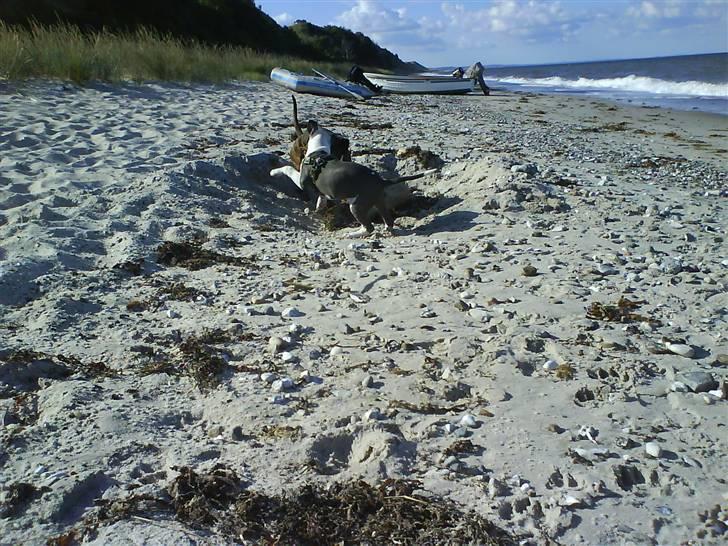 En tur til Nordby strand (samsø) billede 56
