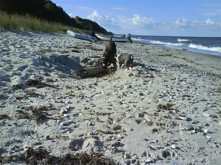En tur til Nordby strand (samsø) billede 57