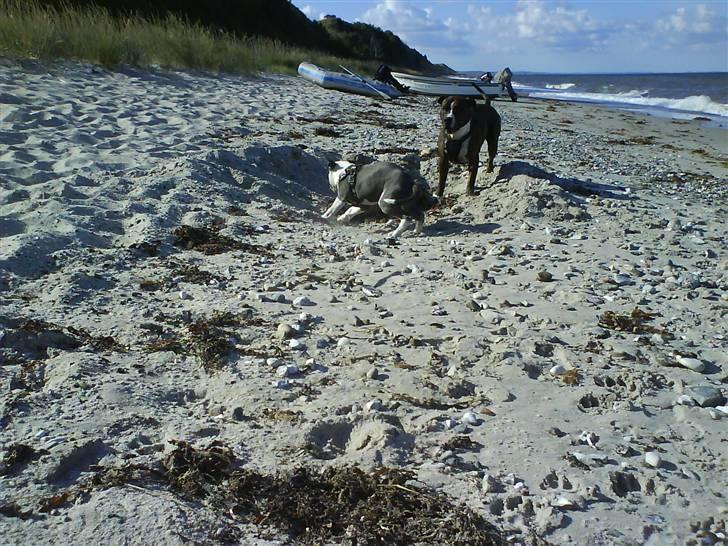 En tur til Nordby strand (samsø) billede 58