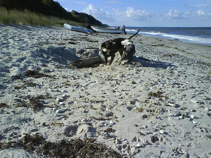 En tur til Nordby strand (samsø) billede 59