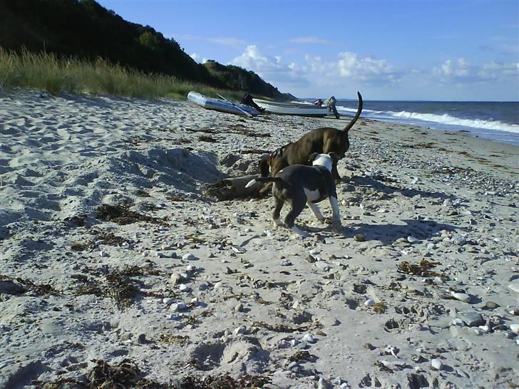 En tur til Nordby strand (samsø) billede 60