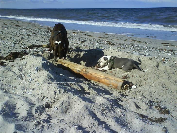 En tur til Nordby strand (samsø) billede 61