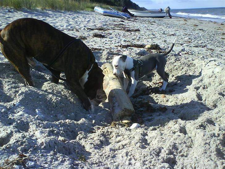 En tur til Nordby strand (samsø) billede 62