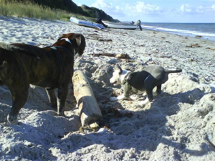 En tur til Nordby strand (samsø) billede 63