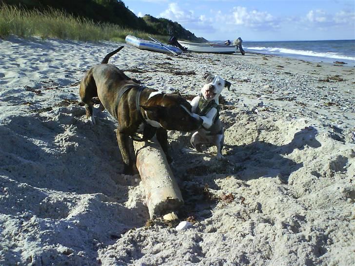 En tur til Nordby strand (samsø) billede 64