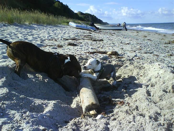 En tur til Nordby strand (samsø) billede 65