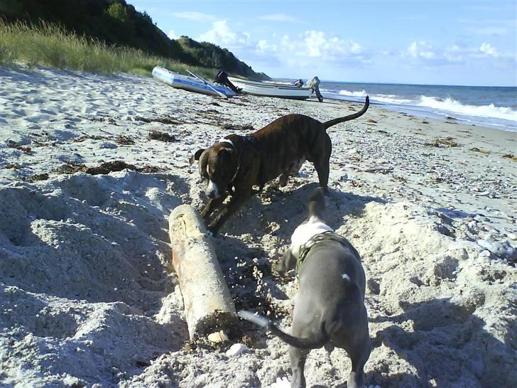En tur til Nordby strand (samsø) billede 66