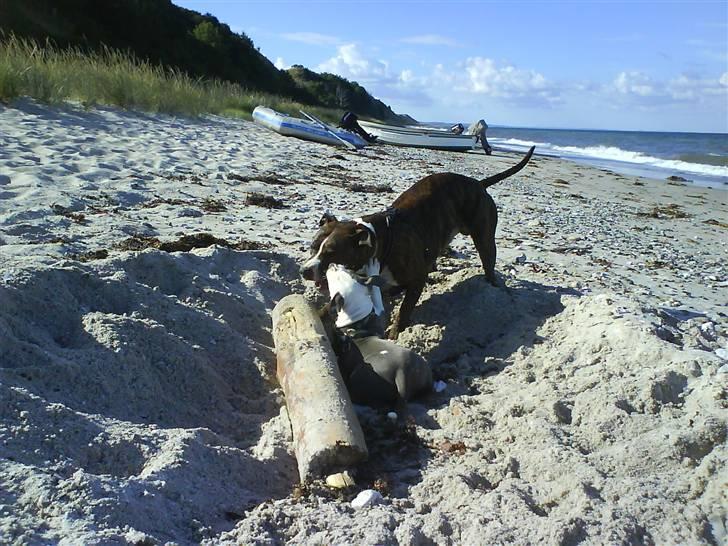 En tur til Nordby strand (samsø) billede 67
