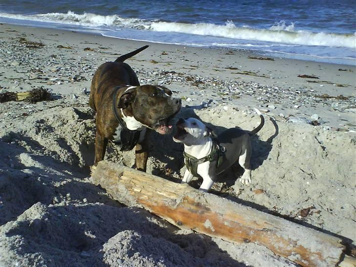 En tur til Nordby strand (samsø) billede 69