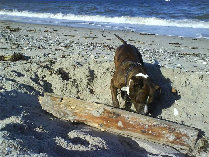 En tur til Nordby strand (samsø) billede 74
