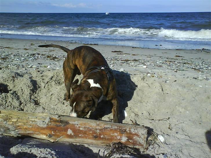 En tur til Nordby strand (samsø) billede 76