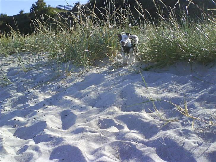 En tur til Nordby strand (samsø) billede 77