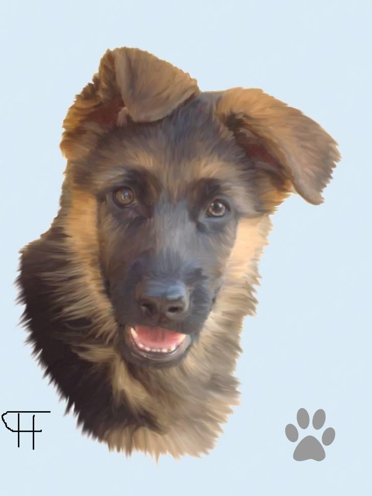 Tegninger af andres hunde - Schæferhund Chica. billede 105
