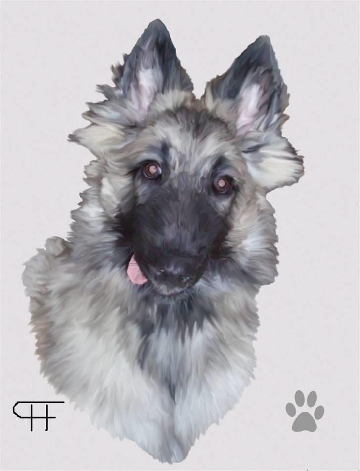 Tegninger af andres hunde - Belgisk hyrdehund Kikie(Simones kusines). billede 107